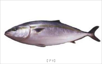 ブリ