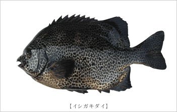 イシガキダイ
