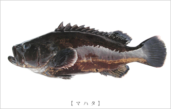 マハタ