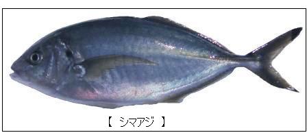 シマアジ