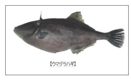 ޥťϥ